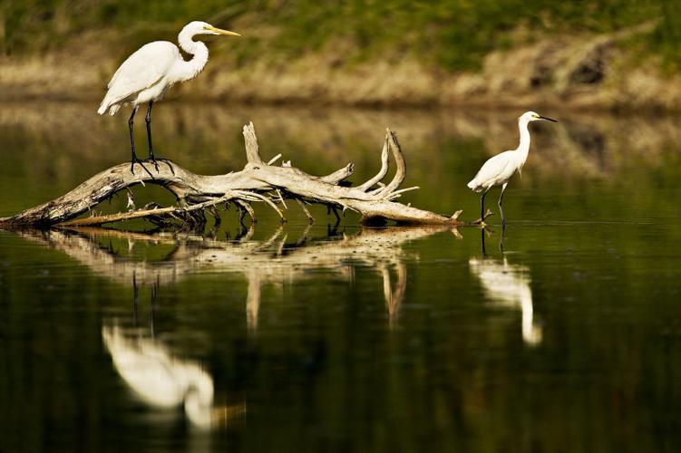 Everglades Egrets