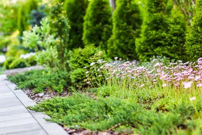 Delicate white pink flowers of Saxifrage moss in spring garden. Floral background