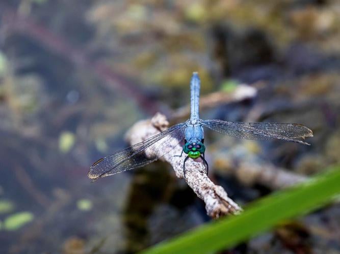 This blue dragonfly was flitting about next to one of the many ponds and lakes along the main park road.