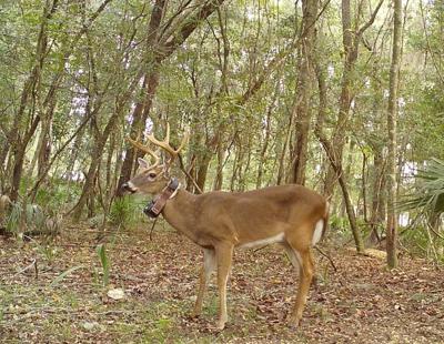 As part of the FWC’s North Florida Deer Study, deer are outfitted with GPS collars and monitored with trail cameras to provide biologists with information about population size, survival, home range and movements. FWC