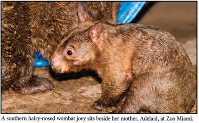 Historic Wombat Birth at Zoo Miami
