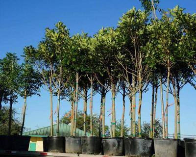 Trees for planting in Florida by One Tree Planted.