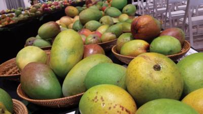 Mango Fest