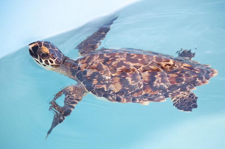 The rehabilitated hawksbill sea turtle showing off its buoyancy at ZooMiami’s  Sea Turtle Hospital.