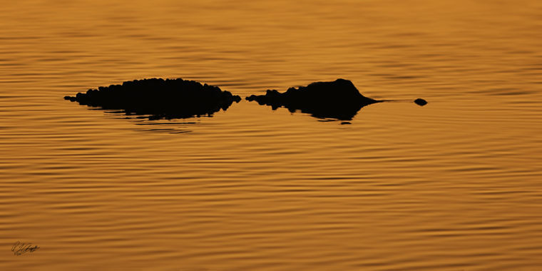 Everglades Alligator at Sunset