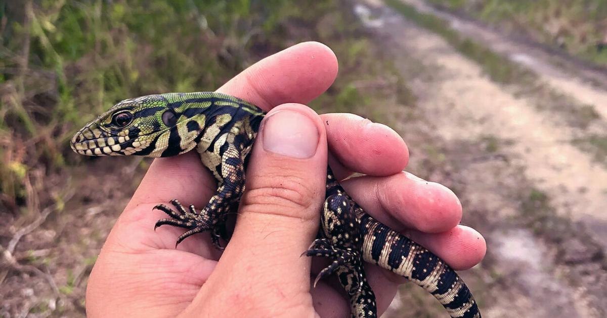 Florida Invasive Insects FWC taking bold steps to prevent new invasive species in Florida ...