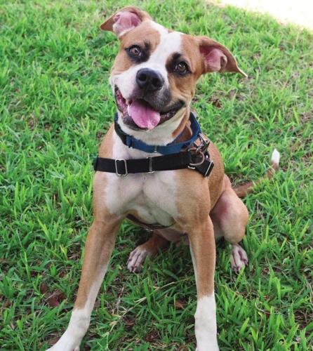 Bubbles, a brown and white dog, sitting on grass