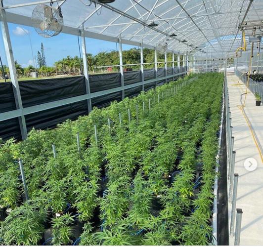 from South Tips  website: If you were a hemp plant, then you would be very happy to grow up in one of our Greenhouses at South Tip 😃 We treat our young plants - and in fact all of our hemp plants - with a great deal of care and attention. The intent, w...