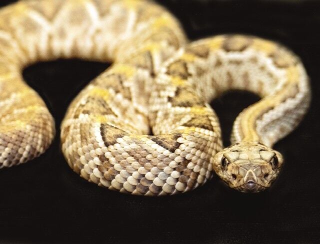 Close-up of an Aruba Island rattlesnake