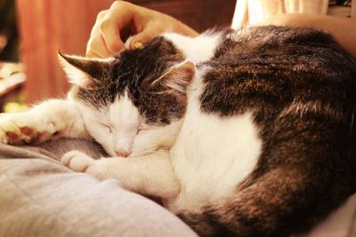 close up outdoor photo of the cat on lap