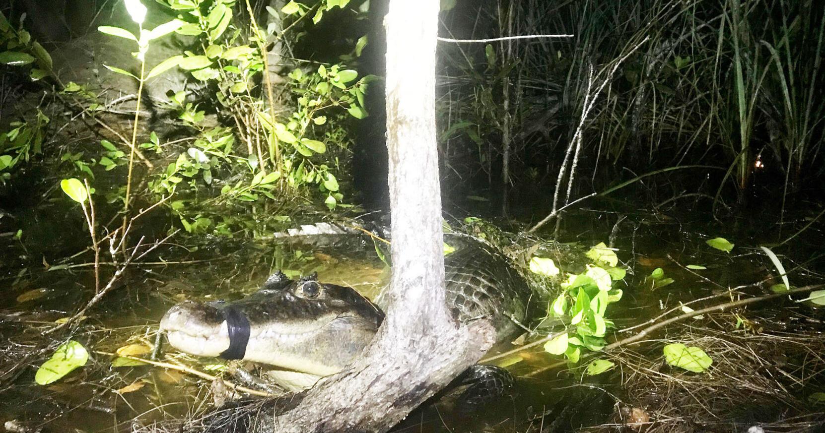 Removing Invasive Caimans from the Florida Everglades - Vimarsana News