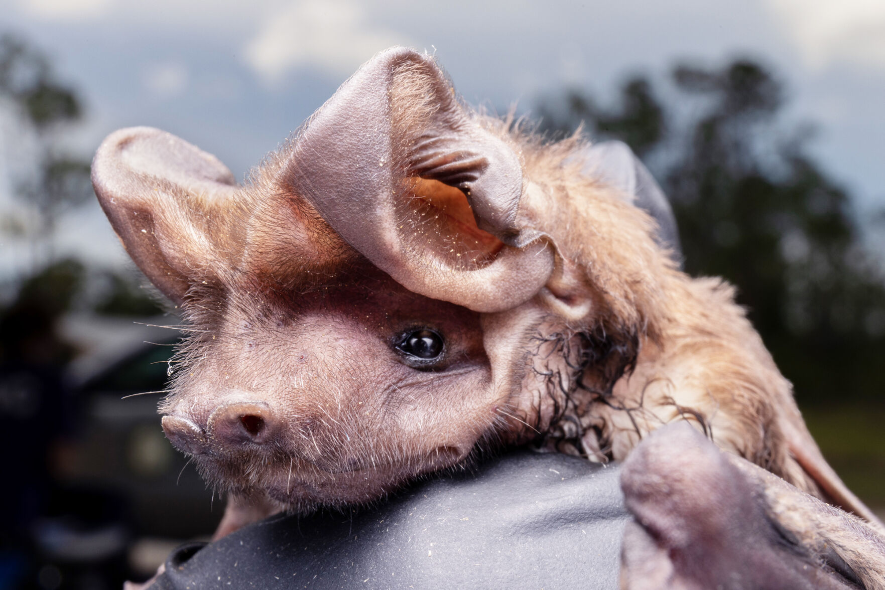 Protecting The Florida Bonneted Bat | Lifestyle | Southdadenewsleader.com