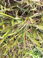 February 7: Free UF/IFAS Extension webinar to provide updates on silent killer of St. Augustine grass