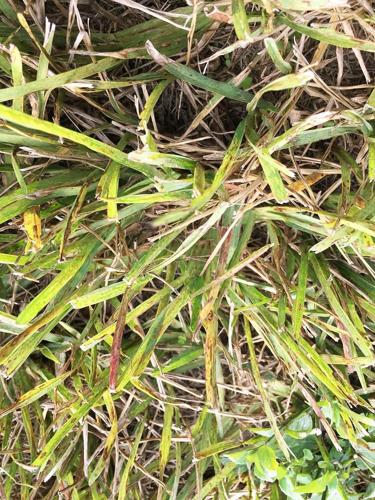St. Augustine grass with LIV.