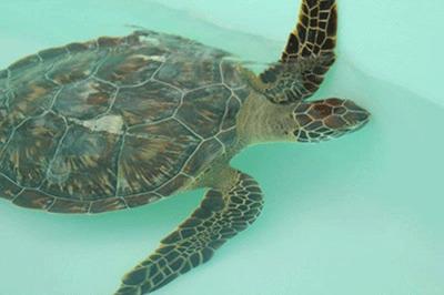 CJ the turtle