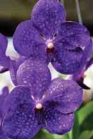 Orchid Paradise at Fruit & Spice Park