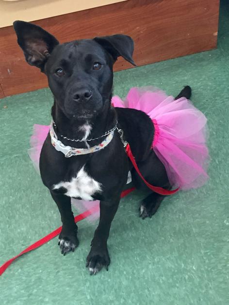 New South Dade Spay Neuter Clinic Opens News