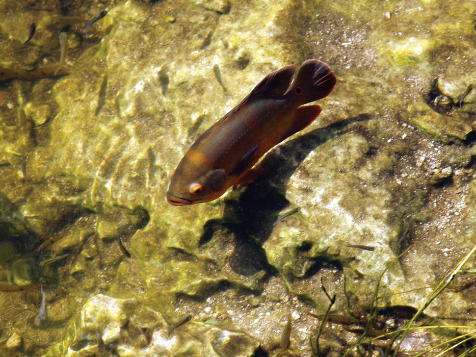 Exploring The Fish of Big Cypress and Everglades National 