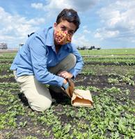 UF/IFAS plant pathologist forging change for food security in the Everglades Agricultural Area