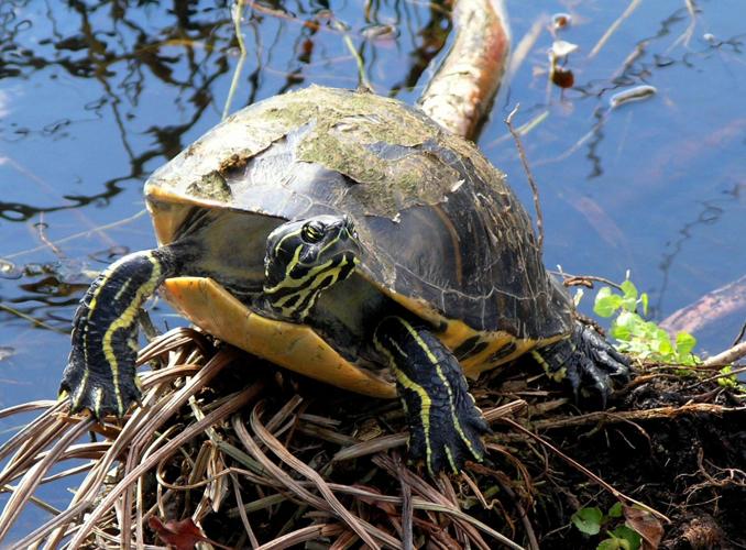 Biodiversity of Wildlife in Everglades National Park | News |  