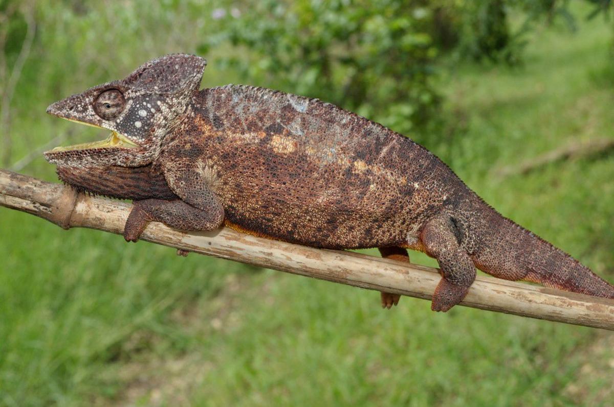 Looking for Invasive Species in South Florida | News