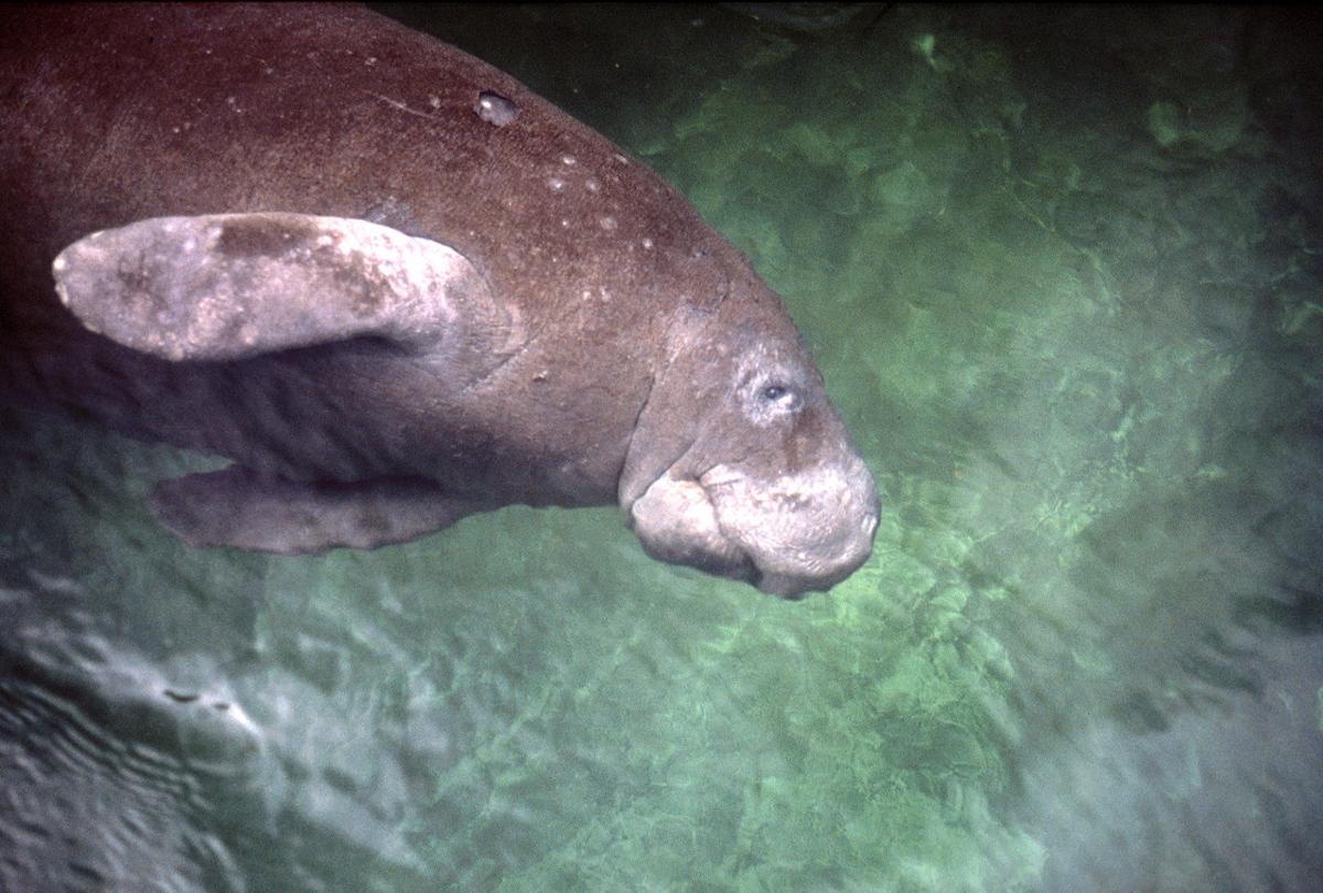 Manatee rescue and recovery in Everglades | News | southdadenewsleader.com