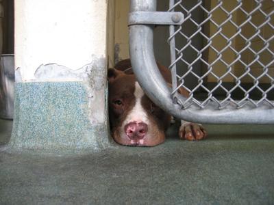Miami Dade Animal Services