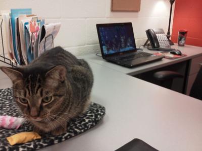 Zeke the 911-dialing cat