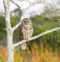 FWC monitoring avian influenza across Florida