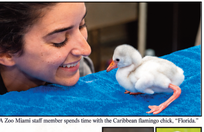 Flamingo Chick Hatches at Zoo Miami