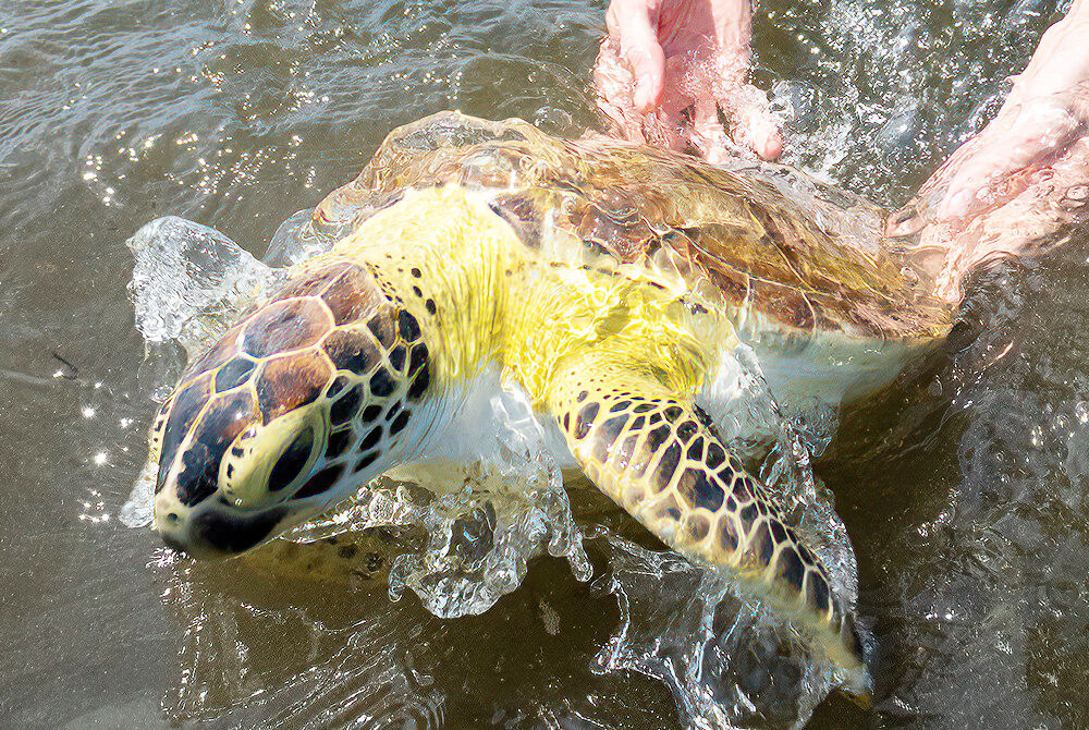 Two Sea Turtles Returned To The Sea After Recovery At Zoo Miami ...