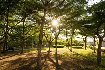 Generic Trees - Nature