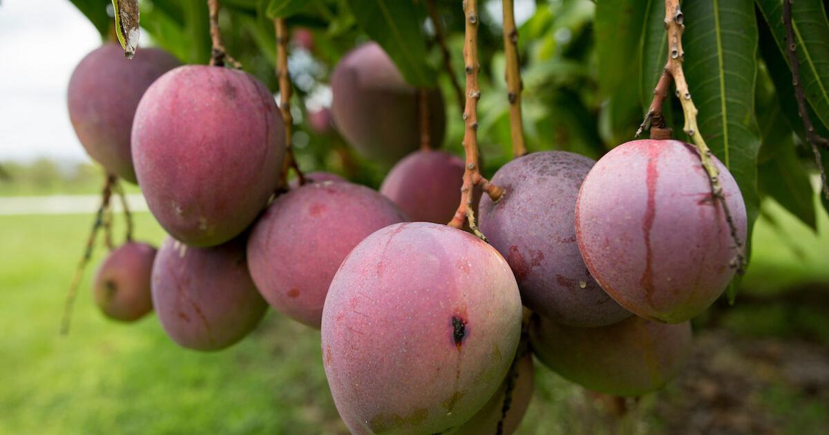 Mango season 2024 is taking shape: UF/IFAS experts offer their views ...