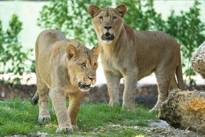 Azizi and Jasari
