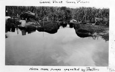 Everglades - msc5908