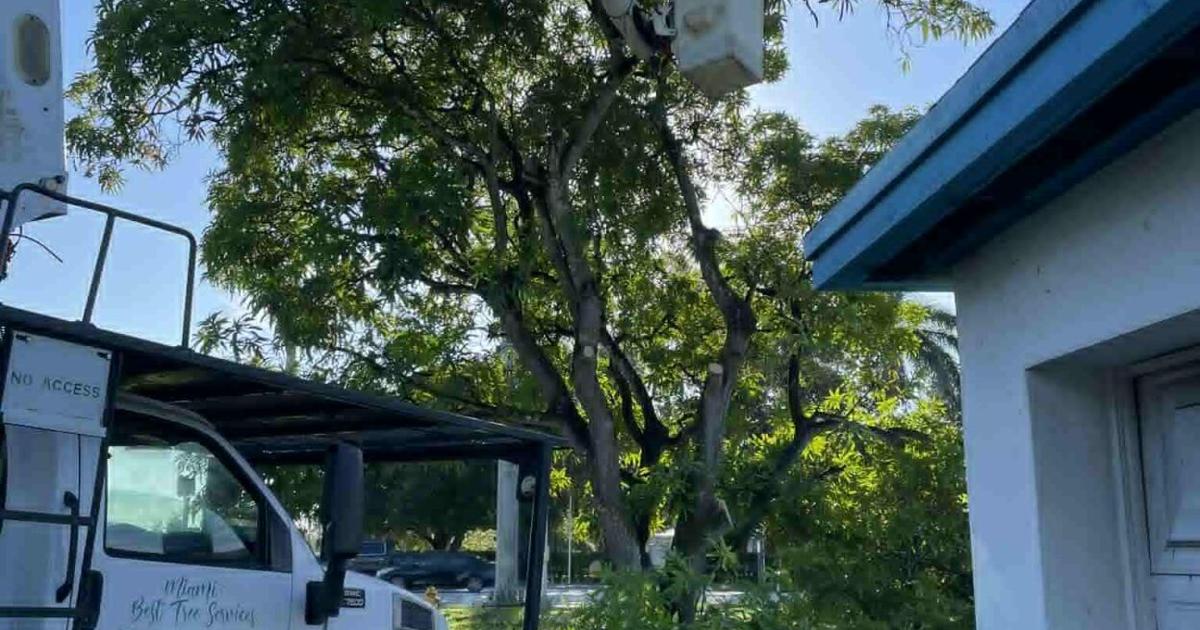 New Hope for 100-Year-Old Mango Tree | Lifestyle | southdadenewsleader.com