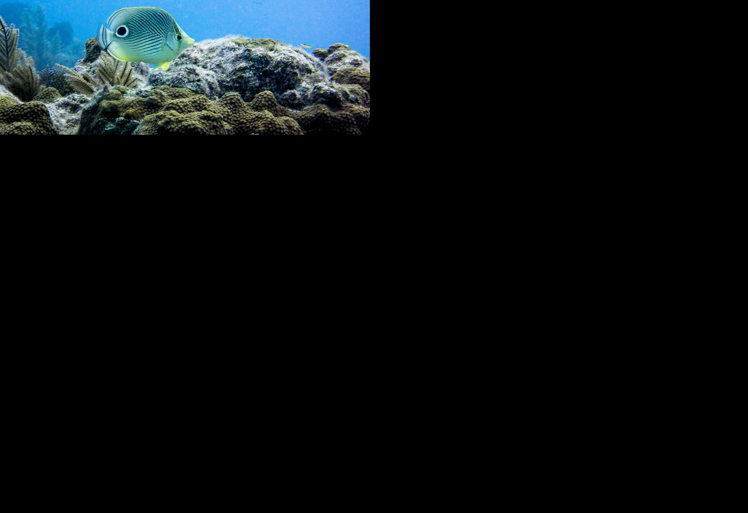 reef3