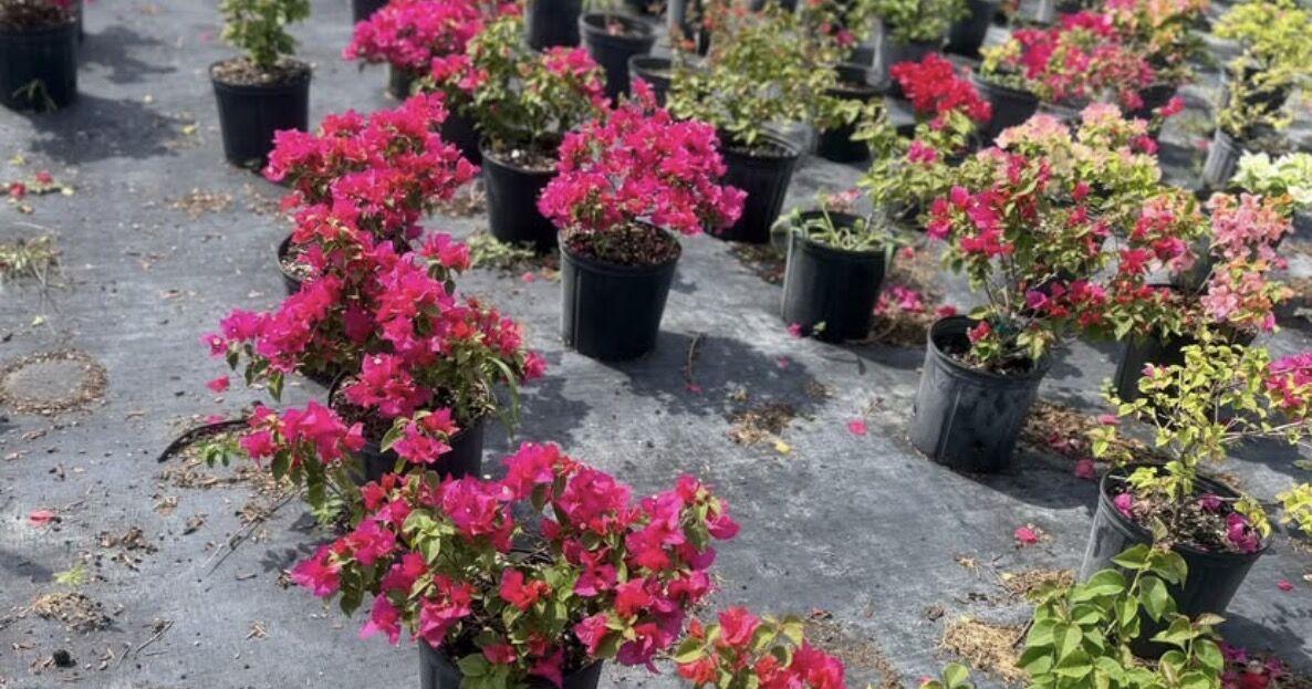 The Hidden Side of Farming in South Florida: What Most People Don’t See