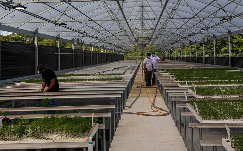 Hugo Talarico on the left and Leo Talarico and Sal Finocchario in center with hemp plants growing in 1 of 2 10,000 sq foot greenhouses.