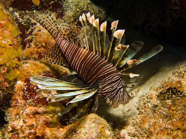 •  Tracked the removal of over 1 million invasive lionfish from Florida waters.