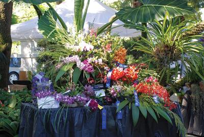 Orchid Show This Weekend Florida City Southdadenewsleader Com