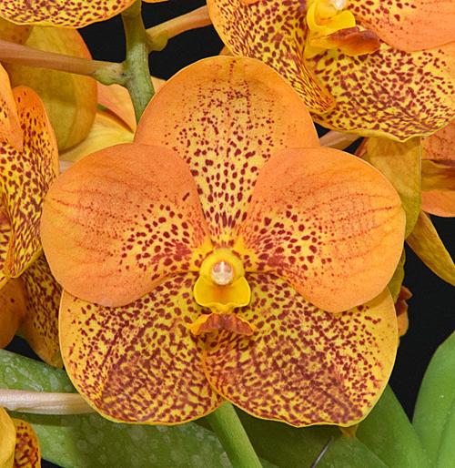 R F Orchids Receives Best Of The Best Recognition News Southdadenewsleader Com