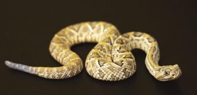 Aruba Island rattlesnake