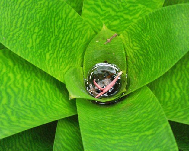 Water-filled bromeliad.