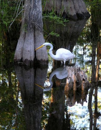 Great White Egret