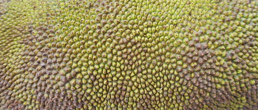 Jackfruit