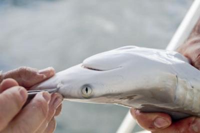 Mote shark study