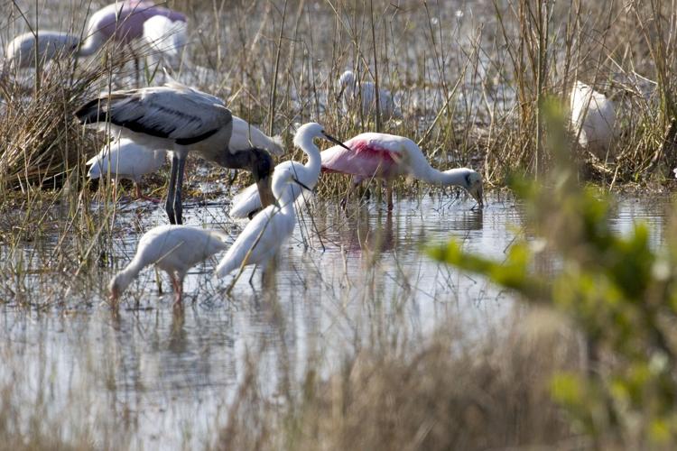 Bird Populations in the Everglades