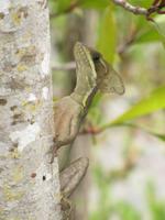 Scientists urge Florida residents to report nonnative lizards as early detection  prevents invasive spread