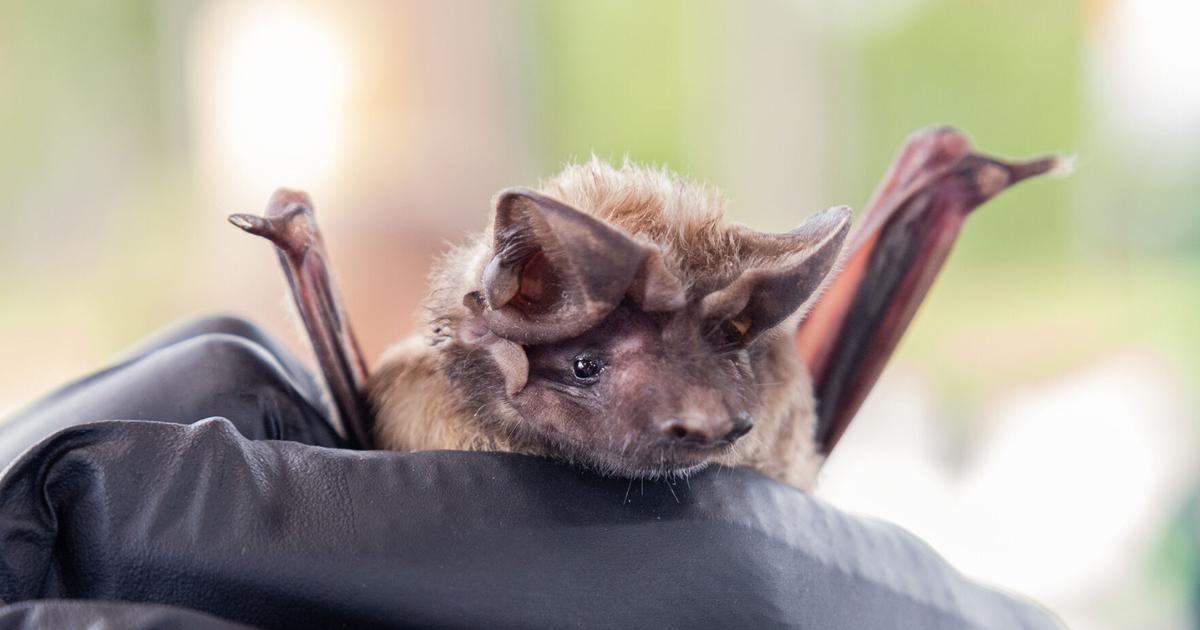 Protecting the Florida Bonneted Bat | Lifestyle | southdadenewsleader.com